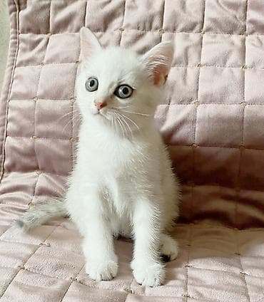 pişiylər: Şinşilla, Erkək, Dişi, Yaxşı əllərə, Ünvandan götürmə — 4