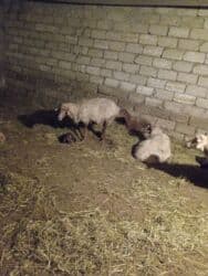 qaz yagi satisi: Dişi, Qala, il: 1, 50 kq, Damazlıq, Ünvandan götürmə — 1