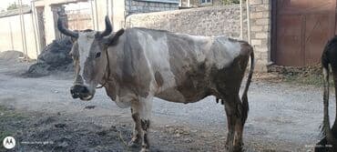 simmental inək cinsi: Самка, Holsteyn, Simental, лет: 5, 450 кг, Для мяса, Для разведения, Для молока — 1