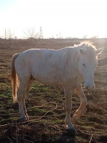 Ağ rəngli at - Rəng: ağ (quyruq və yelin açıq qırmızımtıl-boz