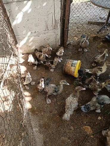 Kənd təsərrüfatı quşları: Evden kocuruk deyene satiram hamisini . tek tek satmiram . Muscovy — 5