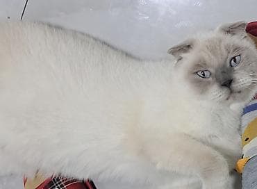 Şotland yastı qulaq, Dişi, Yaxşı əllərə, Ünvandan götürmə