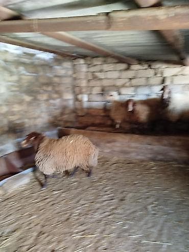 hind qusu satisi: 1 Qoç, 2 Qoyun. 1 Dişi şişək, 1 ci qarına bogazdi. 70, 80 kiloluq — 9