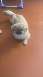 azerbaycan it adlari: Pekines, 2 il, Erkek, Peyvəndli — 1