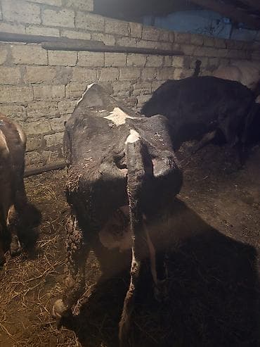 Digər heyvanlar: Süd yönümlü inək - Cins: qara‑ala (holşteyn tipli) - Məqsəd: südçülük — 4