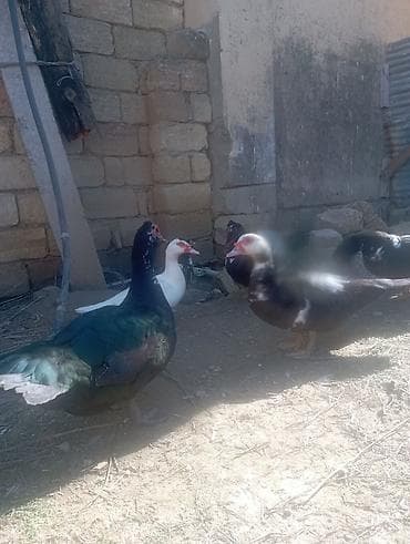 ordək lal: Erkək, | Lal ördək, Damazlıq — 2