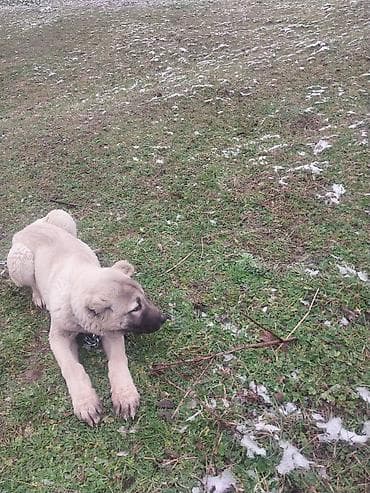 Məhsul: İt (böyük cins balası) kankal balası 3 aylığ ərkəy balası