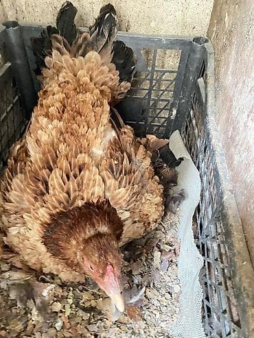 İtlər: Toyuq, Yumurtalıq — 1