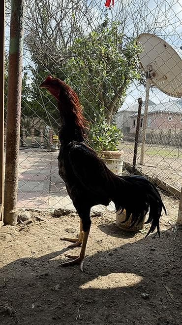 Gəmiricilər: Uzunboyun, incə gövdəli, güclü ayaqlı xoruz. Qara tüklər üzərində — 1