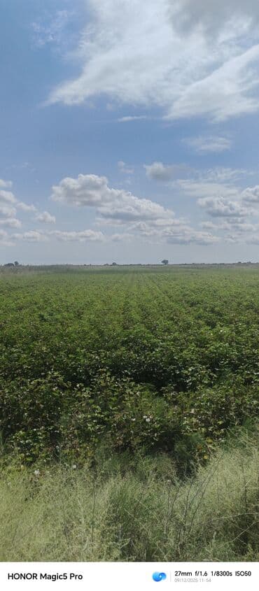 mingecevirde kiraye evler 2019: 257 sot Kənd təsərrüfatı — 3