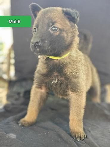 itler haski: Belçika çoban iti, 1 ay, Erkek — 6