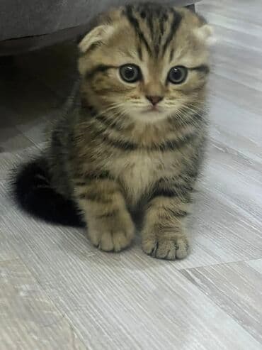 pişik şəkilləri: Şotland yastı qulaq, Erkək, Dişi, Yaxşı əllərə — 7