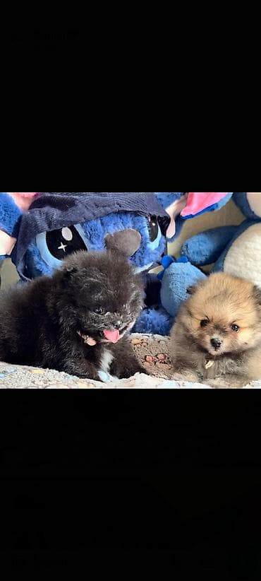 zvanoq itleri: Şpitz, Erkek — 6