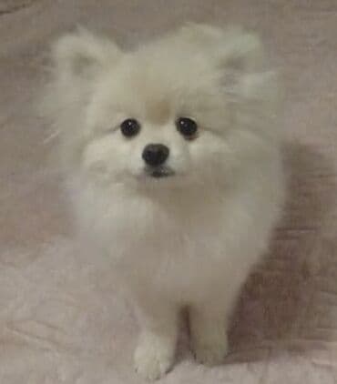 alman iti satilir: Şpitz — 3