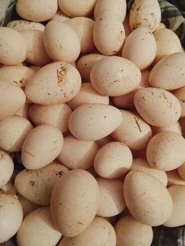 İçkilər: Amerikan bronz .Ağ hinduşka yumurtası 1 ədeti .1.50q 100ədet — 3