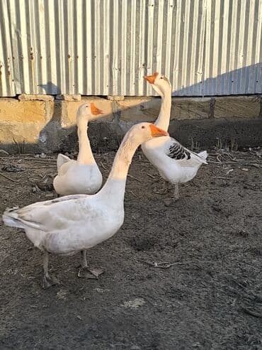 Inəklər, öküzlər: Məhsul: Qazlar (3 ədəd) Paket: şəkillərdə gördüyünüz 3 qaz birlikdə 1 — 2