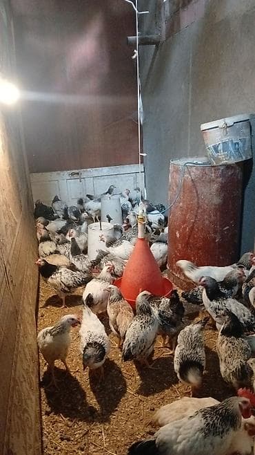 it üçün ev: Toyuq, Damazlıq — 3