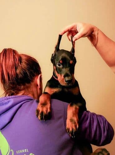 Akvariumlar: Doberman, 2 ay, Erkek, Sənədli, Pulsuz çatdırılma — 1