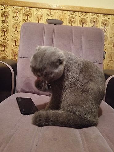 pişik şekilleri: Şotland yastı qulaq — 5