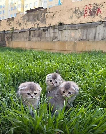 pişik alıram: Şinşilla, Erkək, Dişi — 7