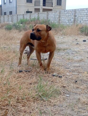 Akvariumlar: 3 il, Erkek, Peyvəndli — 4