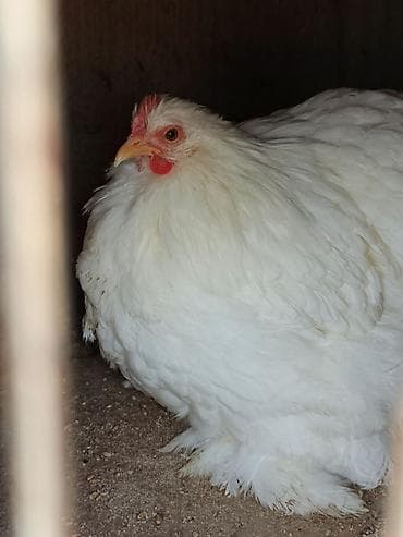 kuçinka toyuqları: Toyuq, Damazlıq — 2