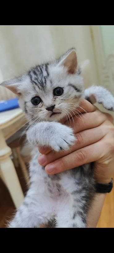 Quşlar: Şotland — 4