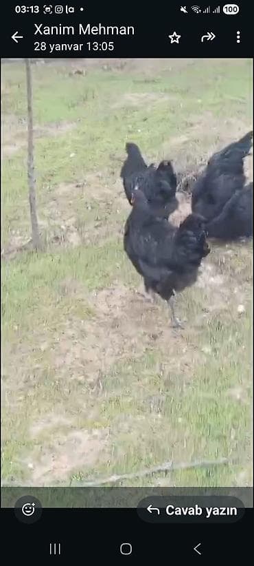 ari mumu satilir: Toyuq, Australorp, Damazlıq, Ödənişli çatdırılma — 7