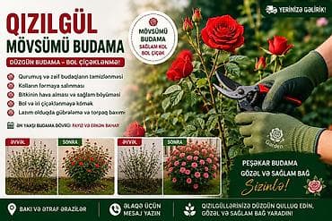 suni bitki: 🌹 QIZILGÜL BUDAMA XİDMƏTİ 🌹 Qızılgülləriniz düzgün budanmır? 🌿 Çox — 1