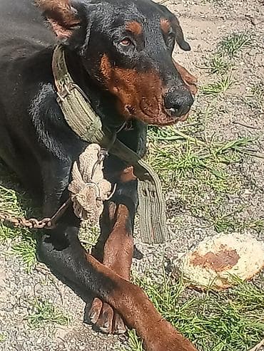 zvanok itleri: Doberman — 6