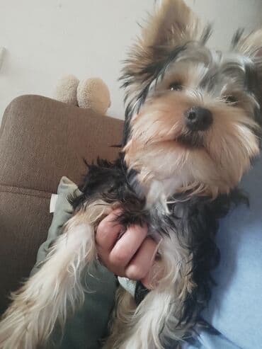 Yorkşir teryer, 3 ay, Peyvəndli