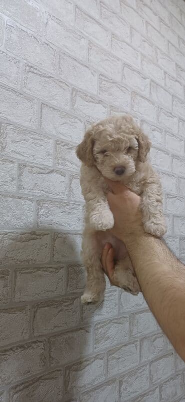 heyvan sahiblenme: Pudel, 2 ay, Dişi, Peyvəndli, Ödənişli çatdırılma — 1