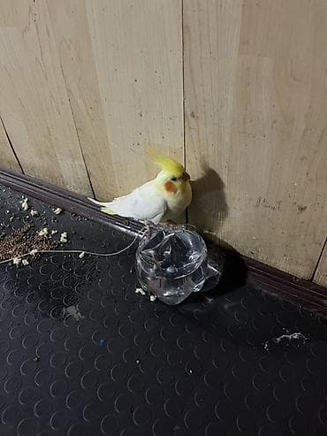 Nimfa (Cockatiel) – sarı başlı, yanaqlarında narıncı ləkəli gözəl rəng — 3