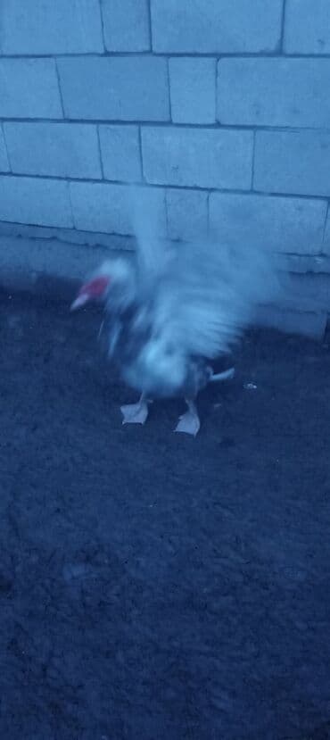 it satilir ucuz: Lavanda və kuban hind ördəyləri.(lavanda)dişilər 30 manat erkək kuban — 4