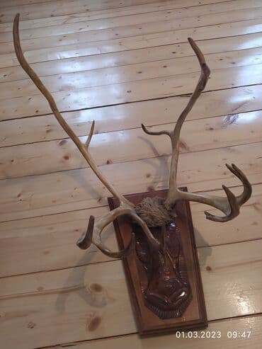 kərpic qiyməti: Maral buynuzu 1960-cı ildə Yakutiyadan gətirilib! Yaxşı vəziyyətdədir! — 3