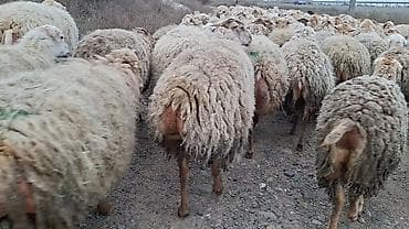 ev heyvanlarının satışı: Qoyun sürüsü – ət və yun istehsalı üçün damzdix satlir 700 baş tef — 5