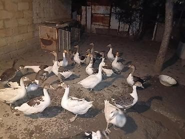 ördək qaz: Salam,yerli qaz və pekin ördək təsərrüfatı satılır.Ördəklər — 5
