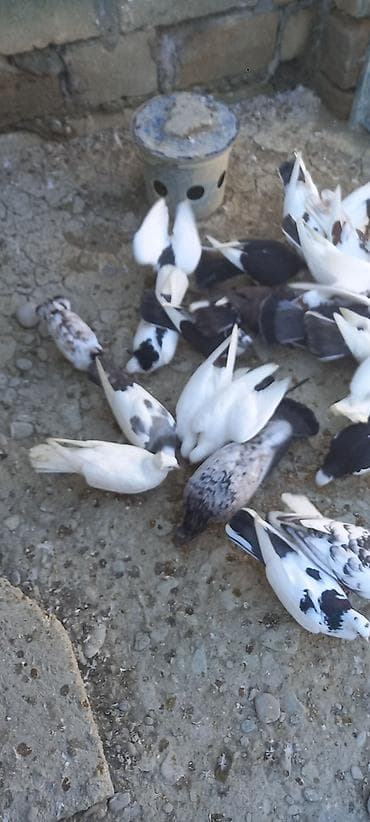 takla goyercin: Salam kom tergidirem 30 ededti hamisi seçmə quşlardi - Növlər və — 5