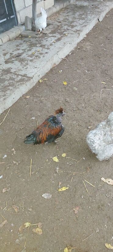 Kabellər: Qısaca Bu Toyuq və Xoruz Sultan cinsi ilə Silkie Ayam Cemani qarışığı — 4