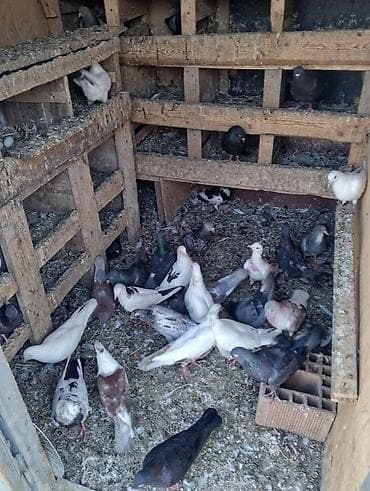 akvarium baliqlari satilir: Opdavoy satılır saxlamaq olmur hər qiymətə — 4