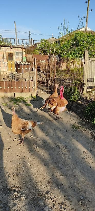 tutuquşu yemi: Erkək, Damazlıq — 1