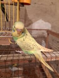 hələb kecilərin qiyməti: Çex balalar satilir Ümumi 4 ədəd var. Ədədi 30 azn. Yeni yeme — 2