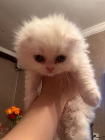 Balıqlar: Erkək, Dişi, Yaxşı əllərə, Ünvandan götürmə — 3