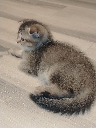 Heyvanlar: Şotland — 4