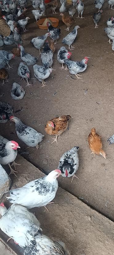 bakida at bazari: Məhsul: Yumurtalıq və ətlik yerli cins toyuqlar (xüsusilə ağ-qara — 5