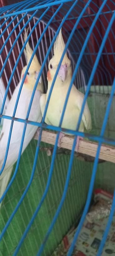 taxta yeşik: Salam Erkek Satilir Tam cute hazir Yas yarimliq.Disi uctu deye tek — 2