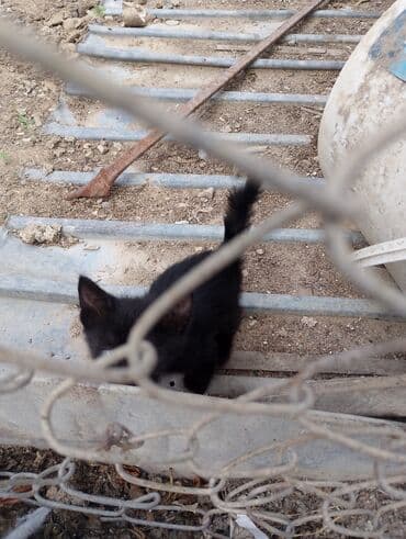 где можно купить котенка: Yaxşı əllərə — 3