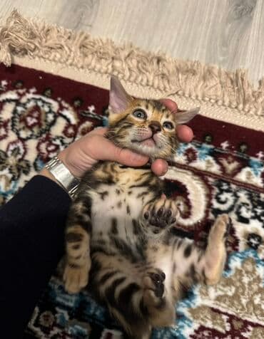 взять бесплатно котёнка: Бенгальская — 6