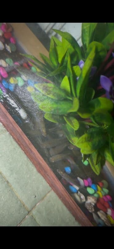 qoyun satılır: Kütüm balıqlar yerim valaca oldugu üçün satoram 18-17 edəddir təcili — 2