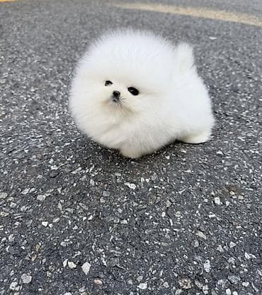 Şpitz, 2 ay, Sənədli